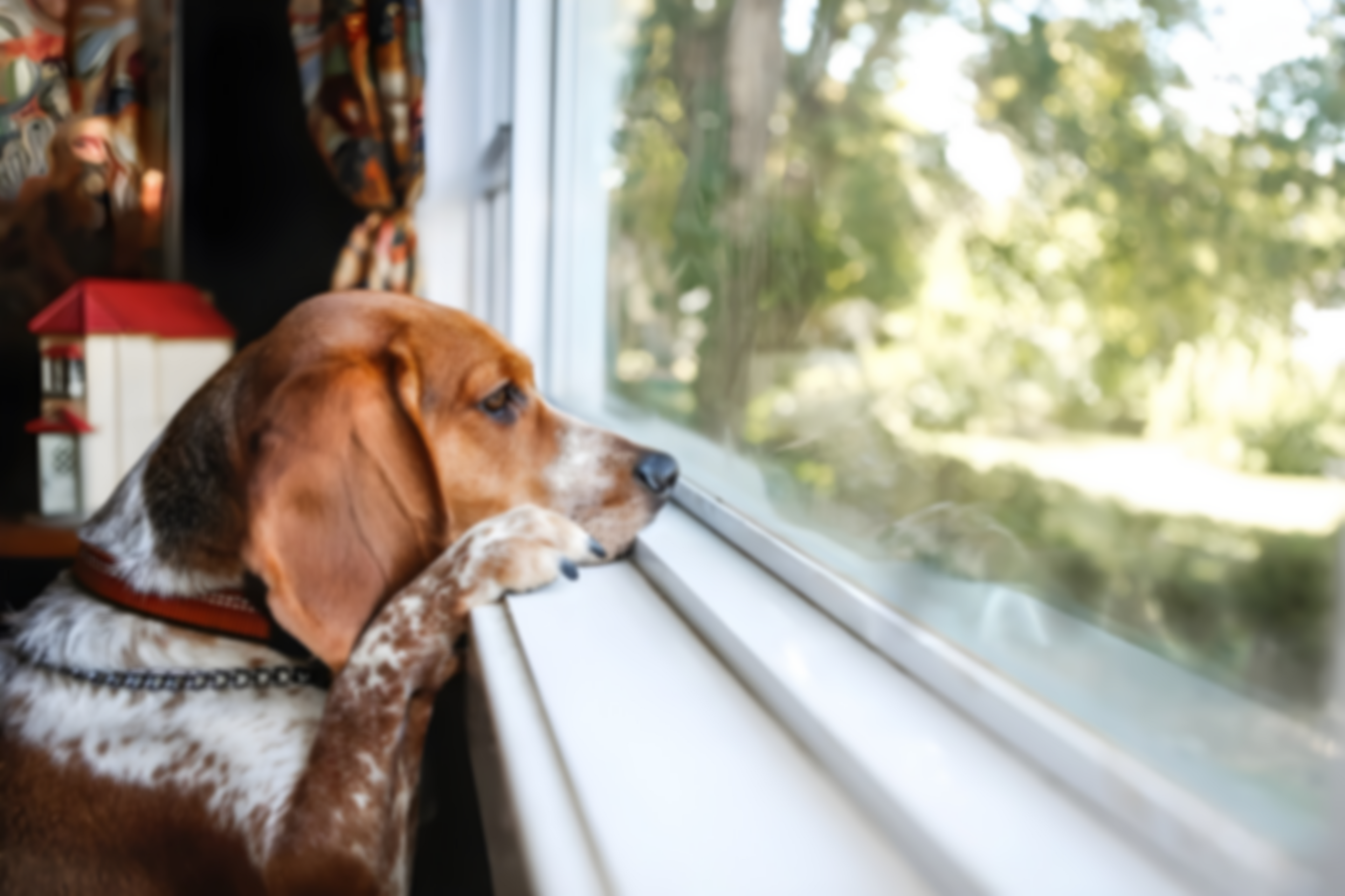 Sad dog looking out a window with a blurred outdoor background